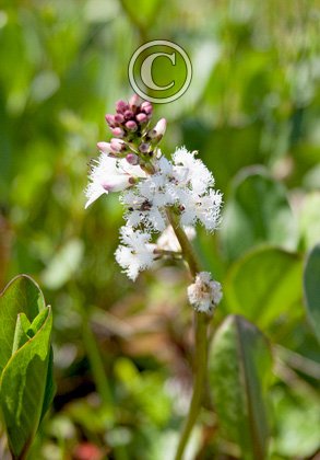 Bogbean 1 DM0065